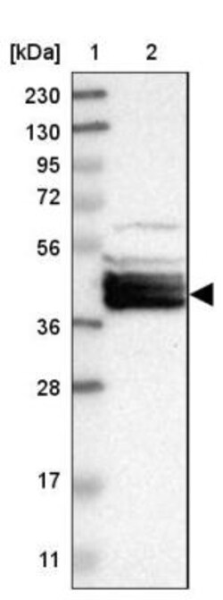BCL2L12 Antibody, Novus Biologicals:Antibodies:Primary Antibodies