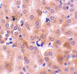 Bcl-2 related protein A1 Antibody - BSA Free, Novus Biologicals 0.1mg;