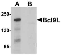 BCL9-2 Antibody - BSA Free, Novus Biologicals 0.1mg; Unlabeled:Antibodies,