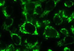 Bcl rambo Antibody (Rocky-2) - BSA Free, Novus Biologicals 0.05mg; Unlabeled:Antibodies,