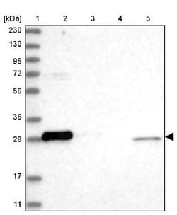 Bcl-xL Antibody, Novus Biologicals:Antibodies:Primary Antibodies