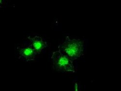 Bcl-xL Antibody (OTI4A9), Novus Biologicals 0.1mL; Unlabeled:Antibodies,
