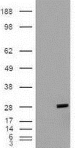 Bcl-xL Antibody (OTI4A9), Novus Biologicals 0.1mL; Unlabeled:Antibodies,