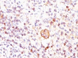 bcl-x Antibody (BX006), Novus Biologicals 0.1mg; Unlabeled:Antibodies,