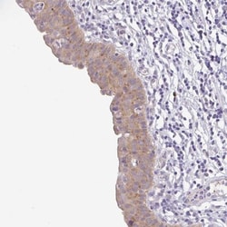 Bcl-xL Antibody, Novus Biologicals:Antibodies:Primary Antibodies
