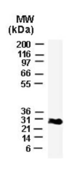 Bcl-xL Antibody, Novus Biologicals 0.025mL; Unlabeled:Antibodies, Polyclonal