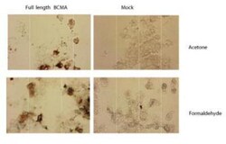 BCMA/TNFRSF17 Antibody (Vicky-1) - BSA Free, Novus Biologicals 0.025mg;