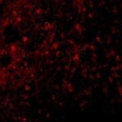 BCMA/TNFRSF17 Antibody - BSA Free, Novus Biologicals 0.1mg; Unlabeled:Antibodies,