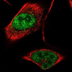 BCNP Antibody, Novus Biologicals 0.1mL; Unlabeled:Antibodies, Polyclonal