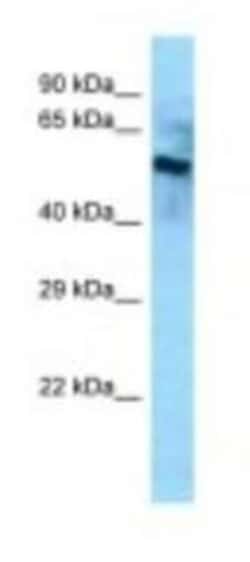BCO2 Antibody, Novus Biologicals:Antibodies:Primary Antibodies