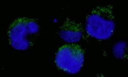 BCR Antibody, Novus Biologicals 0.1mL; Unlabeled:Antibodies, Polyclonal