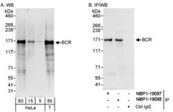 BCR Antibody, Novus Biologicals 0.1mL; Unlabeled:Antibodies, Polyclonal