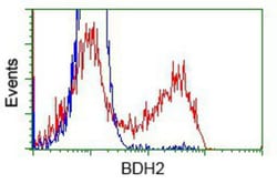 BDH2 Antibody (OTI2G1), Novus Biologicals 0.1mL; Unlabeled:Antibodies,