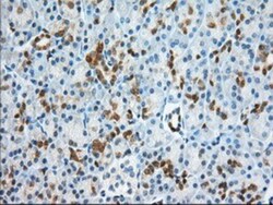 BDH2 Antibody (OTI2G1), Novus Biologicals 0.1mL; Unlabeled:Antibodies,