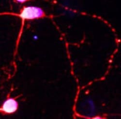 BDNF Antibody, Novus Biologicals 0.1mL; Unlabeled:Antibodies, Polyclonal