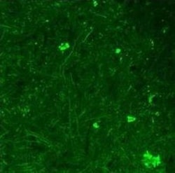 BDNF Antibody, Novus Biologicals 0.05mg; Unlabeled:Antibodies, Polyclonal