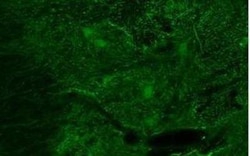 BDNF Antibody, Novus Biologicals 0.05mg; Unlabeled:Antibodies, Polyclonal