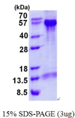Novus Biologicals&trade;&nbsp;Recombinant Human Beclin 1 His Protein