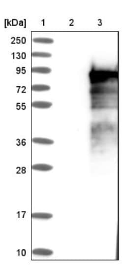 Begain Antibody, Novus Biologicals 25 &mu;L; Unlabeled:Antibodies, Polyclonal