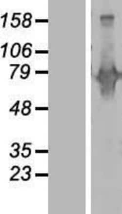 Novus Biologicals&trade;&nbsp;Begain Overexpression Lysate