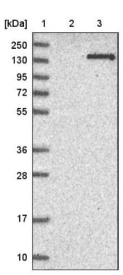 BEND2 Antibody, Novus Biologicals 0.1mL; Unlabeled:Antibodies, Polyclonal