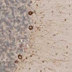 Bend6 Antibody, Novus Biologicals 0.1mL; Unlabeled:Antibodies, Polyclonal