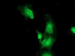 Bestrophin 3 Antibody (OTI2H3), Novus Biologicals 0.1mL; Unlabeled:Antibodies,