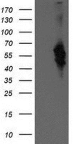 Bestrophin 3 Antibody (OTI2H3), Novus Biologicals 0.1mL; Unlabeled:Antibodies,