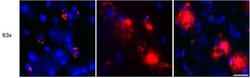 beta Amyloid Antibody (MOAB-2) - BSA Free, Novus Biologicals:Antibodies:Primary