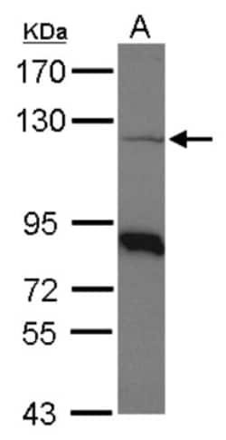 beta COP Antibody, Novus Biologicals 0.1mL; Unlabeled:Antibodies, Polyclonal
