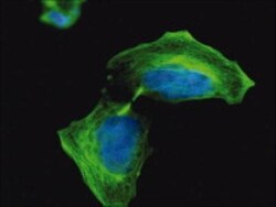 anti-beta II Tubulin A, Clone: TUB 2.1, Novus Biologicals 0.1mL; Unlabeled:Antibodies,