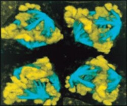 anti-beta II Tubulin A, Clone: TUB 2.1, Novus Biologicals 0.1mL; Unlabeled:Antibodies,