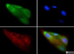 beta-1,3-Glucuronyltransferase 1/B3GAT1 Antibody - BSA Free, Novus Biologicals