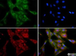 beta-1,3-Glucuronyltransferase 1/B3GAT1 Antibody - BSA Free, Novus Biologicals:Antibodies:Primary
