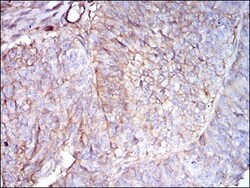 beta 2-Microglobulin Antibody (3G5H8) - BSA Free, Novus Biologicals:Antibodies:Primary