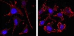 beta-Actin Antibody (8H10D10) - BSA Free, Novus Biologicals 0.1mL; Unlabeled:Antibodies,