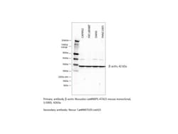 beta-Actin Antibody (8H10D10) - BSA Free, Novus Biologicals 0.1mL; Unlabeled:Antibodies,