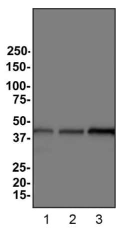 beta-Actin Antibody (8H10D10) - BSA Free, Novus Biologicals 0.1mL; Unlabeled:Antibodies,