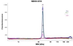 beta-Actin Antibody (AC-15), Novus Biologicals 0.1mL; Unlabeled:Antibodies,