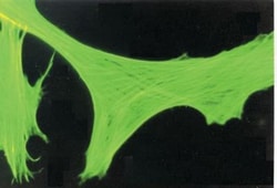 beta-Actin Antibody (AC-15), Novus Biologicals 0.1mL; Unlabeled:Antibodies,