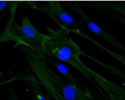 beta-Actin Antibody (AC-15), Novus Biologicals 0.1mL; Unlabeled:Antibodies,