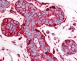 beta-Actin Antibody (AC-15), Novus Biologicals 0.1mL; Unlabeled:Antibodies,