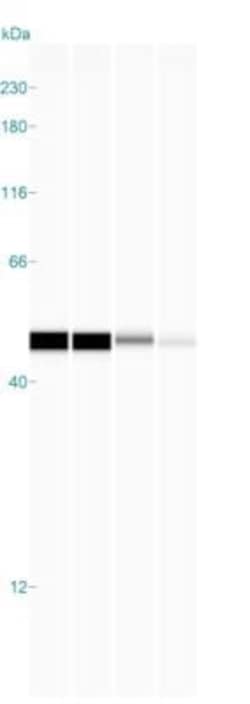 beta-Actin Antibody (AC-15), Novus Biologicals 0.1mL; Unlabeled:Antibodies,