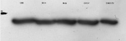 beta-Actin Antibody (AC-15), Novus Biologicals 0.1mL; Unlabeled:Antibodies,