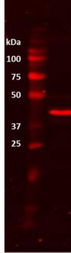 beta-Actin Antibody (AC-15), Novus Biologicals 0.1mL; Unlabeled:Antibodies,