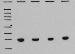 beta-Actin Antibody (AC-15), Novus Biologicals 0.1mL; Unlabeled:Antibodies,