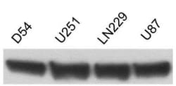 beta-Actin Antibody (AC-15), Novus Biologicals 0.1mL; Unlabeled:Antibodies,