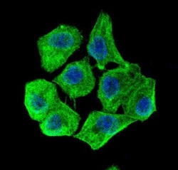beta-Actin Antibody, Novus Biologicals:Antibodies:Primary Antibodies