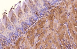 beta-Actin Antibody, Novus Biologicals:Antibodies:Primary Antibodies