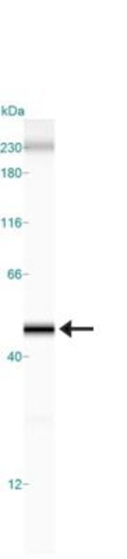 beta-Actin Antibody, Novus Biologicals:Antibodies:Primary Antibodies